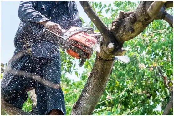 tree services Joffre